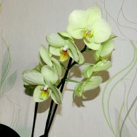 Орхидея :: Светлана Н