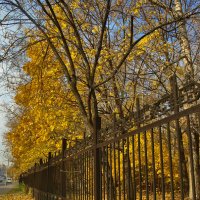 Деревья за оградой городского парка осенью. Москва :: Катерина 