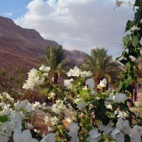 Цветы Иудейской пустыни :: Валерий Баранчиков