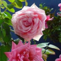Отцветают осенние розы :: Natali K