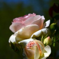 Нежность роз :: Elena L.