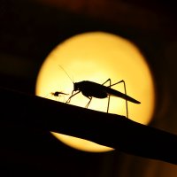 Кузнечик выгуливает комара :: Нелли Солодовникова 