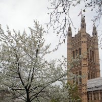 Парламент :: Тарас Золотько