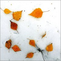 Осень на снегу :: Николай Дементьев 