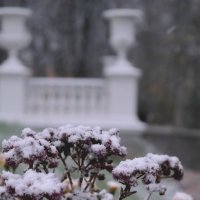 Первый снег :: Евгения Кирильченко