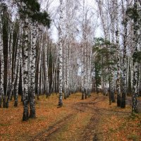 В берёзовой роще . :: Мила Бовкун