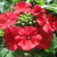 Verbena :: laana laadas