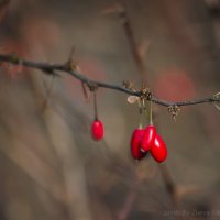 Природные маяки.. :: Elena Zueva