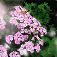 Бабочки :: Дарья Подолянець