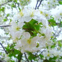 Букетик цветущей вишни... :: Ekaterina Bondarenko