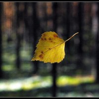 Осенний лист. :: Айвар Вилюмсон