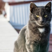 A Cat :: Валентин Шестаков