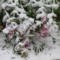 Первый снег в сентябре :: Галина 
