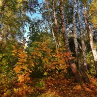 Осенью в лесу :: Валентина Пирогова