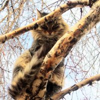 Кот на дереве . :: Мила Бовкун