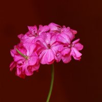 цветы герани :: Валерий Валвиз