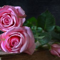 Beautiful roses :: Галина Galyazlatotsvet