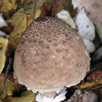 Про грибы... :: Михаил Болдырев 