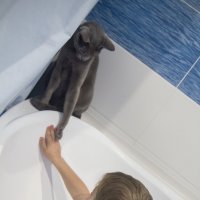Кот, давай купаться! :: Валентина Илларионова (Блохина)