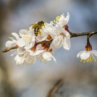 майская пчелка :: Эдуард Малец