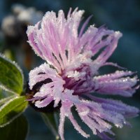 махровый цветок :: lesia 