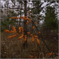 Ягодная Царица :: Владимир Холодный