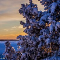 Зимний закат :: Марина Алгаева