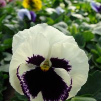 Viola Delta White with Blotch :: laana laadas