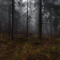 forest.. :: Дмитрий Булатов