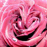 Сердце розы :: Марина Алгаева