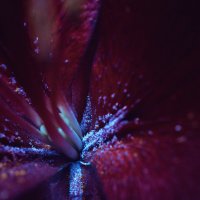 Пыльца лилии в кислотном :: Александр Стихин