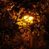 Осень у ночного фонаря. :: Olga Grushko