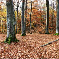 Осень в лесу. :: Валерия Комова