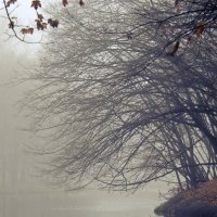 туман на озере в Голосеевском парке :: Олег Лопухов