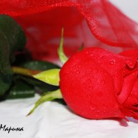 В красном цвете :: Марина Алгаева