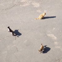 Каждая кошка гуляет сама по себе :: Виктория ЖиВи