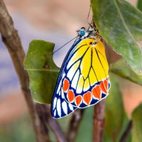 Удивительная бабочка. :: Edward J.Berelet