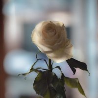 Роза у окна :: Алёна Михеева