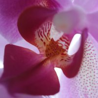 орхидея :: Лолита Арндт