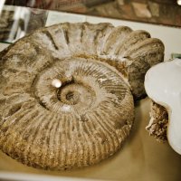 Раковина древнего моллюска :: Юлия 