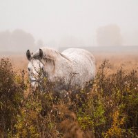 Осень.Туман.Лошадь. :: Анастасия 