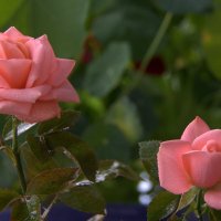 Мои розы :: Natali K