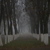 Ноябрьский туман :: Вера Шамраева