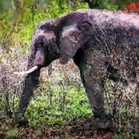 Весенний слон в буше :: Alexei Kopeliovich