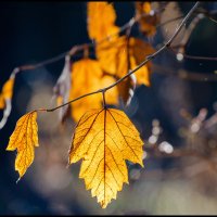 Осень в солнечных листьях :: Елена Ворошина