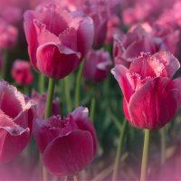 В нежной дымке тюльпанов :: валерия 