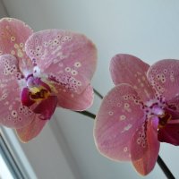 Орхидея. :: zoja 
