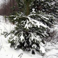 Зима в лесу_0003 :: kuvist 