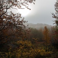 осенний туман :: Ekaterina 