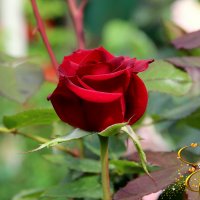 красная роза :: Елена Константиниди
